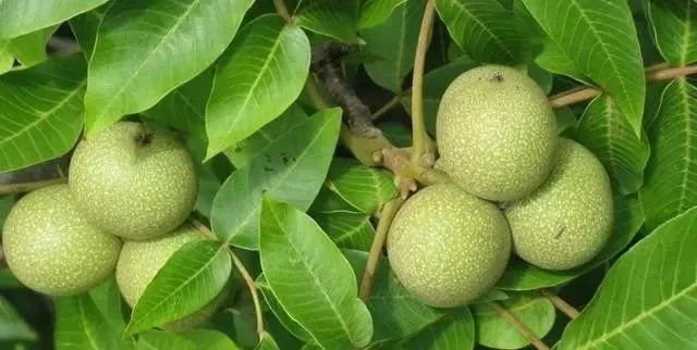 核桃盤玩方法與技巧_核桃盤玩方法_核桃盤玩方法視頻教程