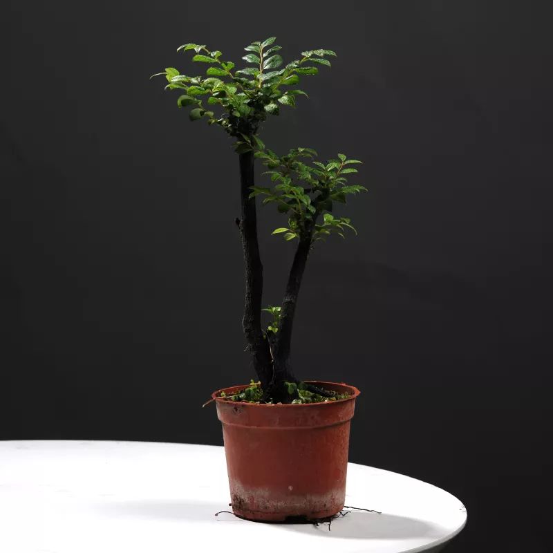 小葉紫檀樹適合哪里種植_小葉紫檀樹苗種植適合地方養(yǎng)嗎_小葉紫檀樹苗適合哪些地方種植