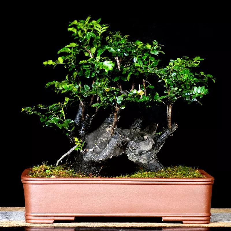 小葉紫檀樹適合哪里種植_小葉紫檀樹苗種植適合地方養(yǎng)嗎_小葉紫檀樹苗適合哪些地方種植