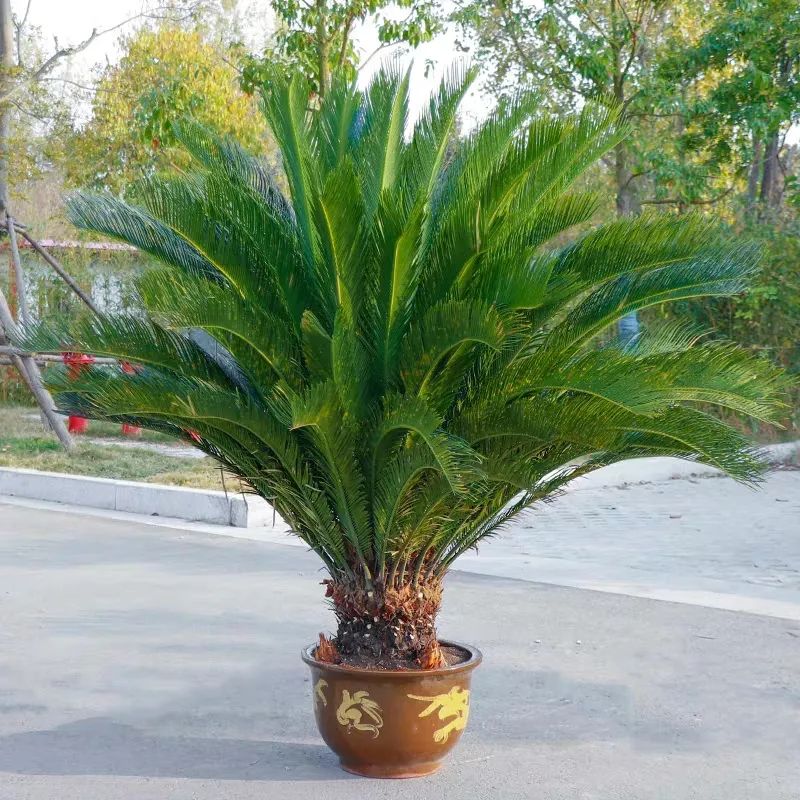 小葉紫檀樹適合哪里種植_小葉紫檀樹苗種植適合地方養(yǎng)嗎_小葉紫檀樹苗適合哪些地方種植