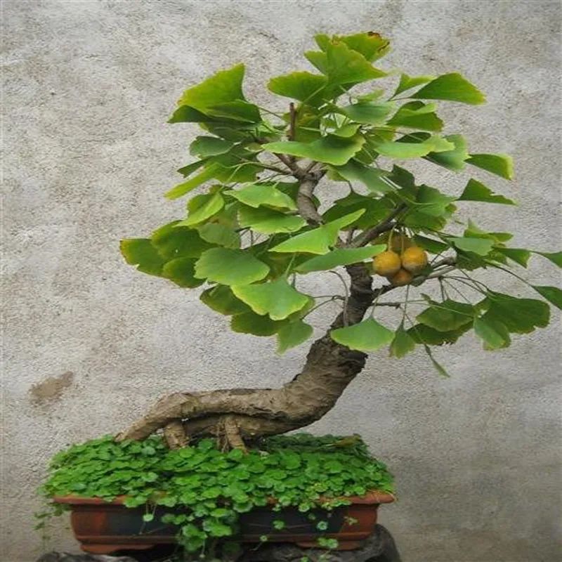 小葉紫檀樹苗種植適合地方養(yǎng)嗎_小葉紫檀樹苗適合哪些地方種植_小葉紫檀樹適合哪里種植