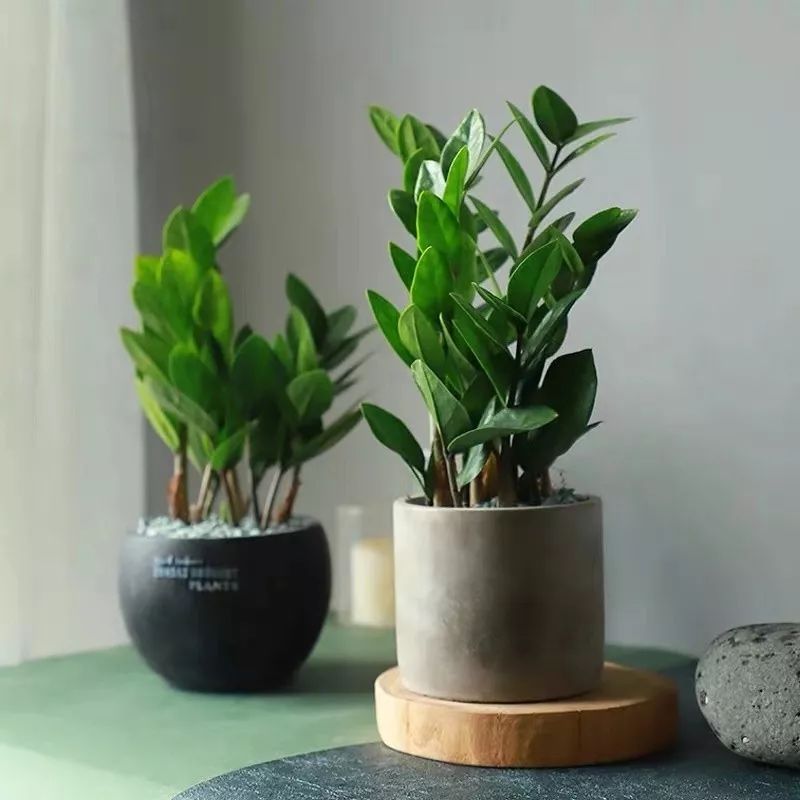 小葉紫檀樹適合哪里種植_小葉紫檀樹苗種植適合地方養(yǎng)嗎_小葉紫檀樹苗適合哪些地方種植