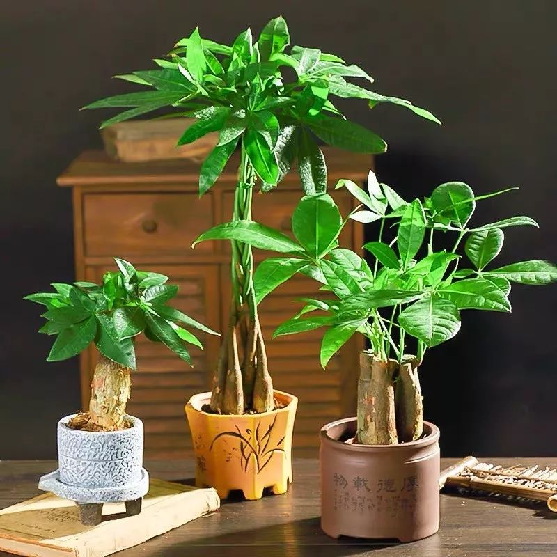 小葉紫檀樹苗適合哪些地方種植_小葉紫檀樹適合哪里種植_小葉紫檀樹苗種植適合地方養(yǎng)嗎