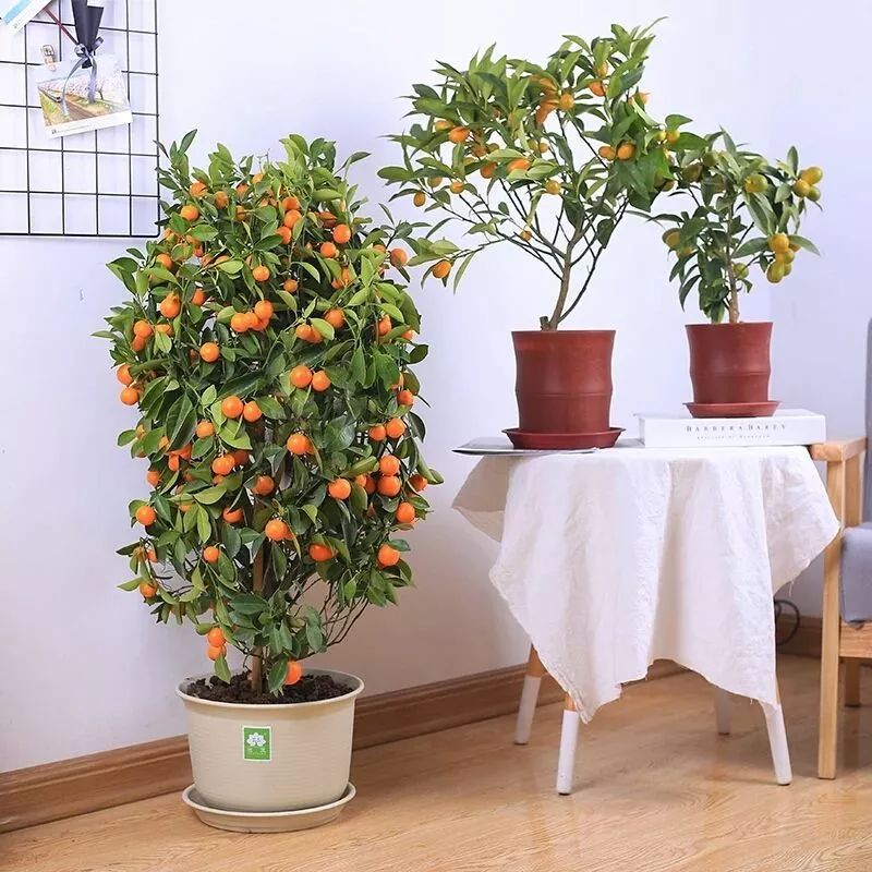 小葉紫檀樹苗適合哪些地方種植_小葉紫檀樹苗種植適合地方養(yǎng)嗎_小葉紫檀樹適合哪里種植