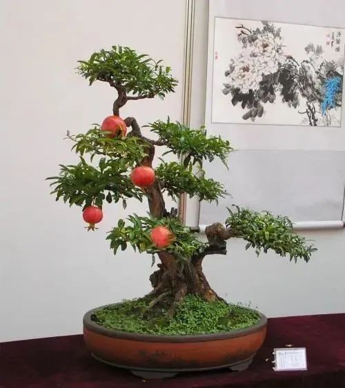 小葉紫檀樹苗適合哪些地方種植_小葉紫檀樹適合哪里種植_小葉紫檀樹苗種植適合地方養(yǎng)嗎