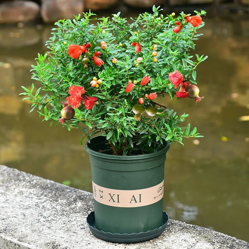小葉紫檀樹適合哪里種植_小葉紫檀樹苗種植適合地方養(yǎng)嗎_小葉紫檀樹苗適合哪些地方種植