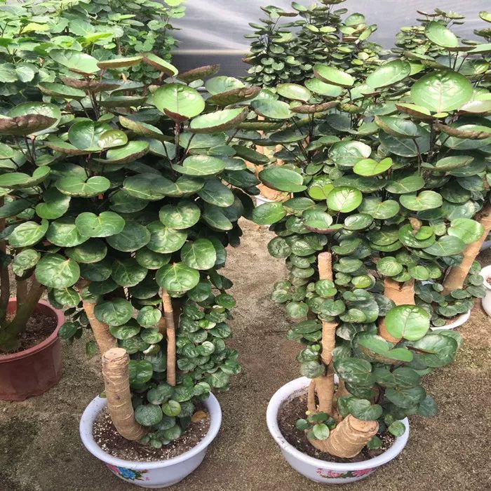 小葉紫檀樹適合哪里種植_小葉紫檀樹苗適合哪些地方種植_小葉紫檀樹苗種植適合地方養(yǎng)嗎