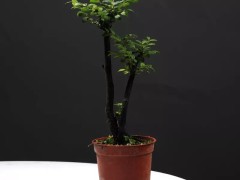 家里盆栽8種“旺宅樹”，安宅旺運(yùn)，招財(cái)納福，有錢人都愛養(yǎng)