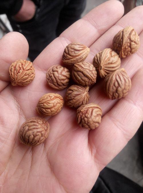 龍紋桃核手串_龍紋桃核手串能辟邪嗎_龍紋桃核手串如何包漿把玩