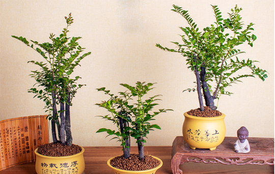 小葉紫檀盆景樹干有白色東西_真正小葉紫檀樹盆景_小葉紫檀盆景樹桿是黑色的嗎