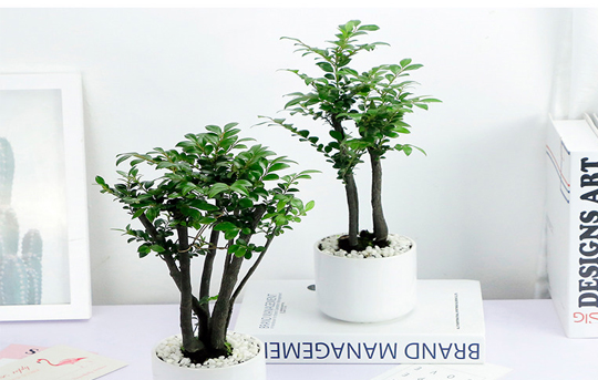 小葉紫檀盆景樹干有白色東西_小葉紫檀盆景樹桿是黑色的嗎_真正小葉紫檀樹盆景