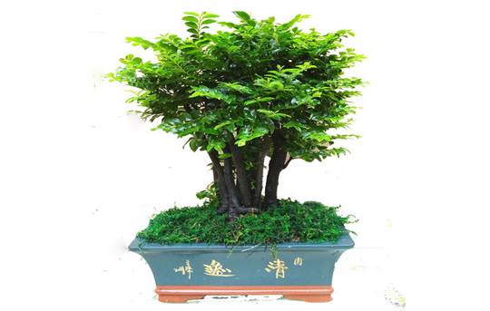 小葉紫檀盆景樹桿是黑色的嗎_真正小葉紫檀樹盆景_小葉紫檀盆景樹干有白色東西