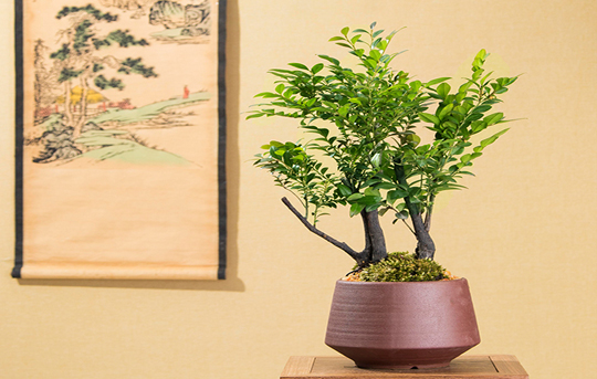 真正小葉紫檀樹盆景_小葉紫檀盆景樹干有白色東西_小葉紫檀盆景樹桿是黑色的嗎