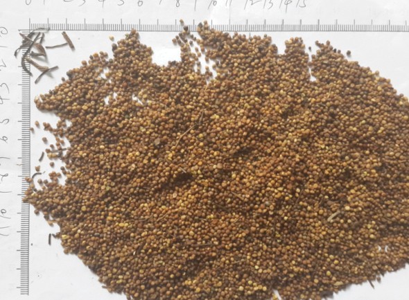 鹽黃柏中藥的功效與作用_鹽黃柏的功效與作用的功能與主治_鹽黃柏的性味歸經(jīng)