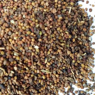 鹽黃柏中藥的功效與作用_鹽黃柏的性味歸經(jīng)_鹽黃柏的功效與作用的功能與主治