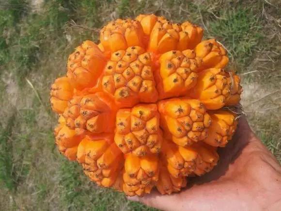 怎樣盤菩提_菩提盤出來的效果圖_菩提盤玩后的效果圖片