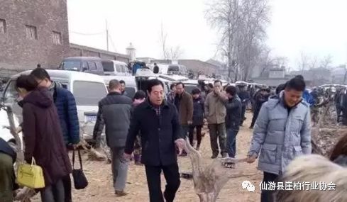 崖柏文章_崖柏現(xiàn)在為什么一文不值_崖柏的文玩價值
