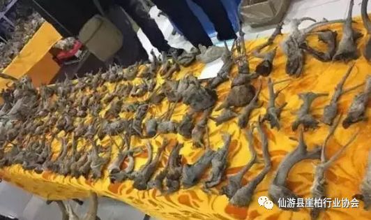 崖柏的文玩價值_崖柏文章_崖柏現(xiàn)在為什么一文不值