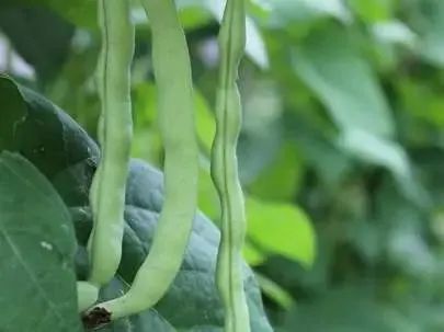 玉上雕刻蜻蜓和蓮花_玉上雕刻蓮花蜻蜓什么意思_蓮花雕刻蜻蜓玉上色好嗎