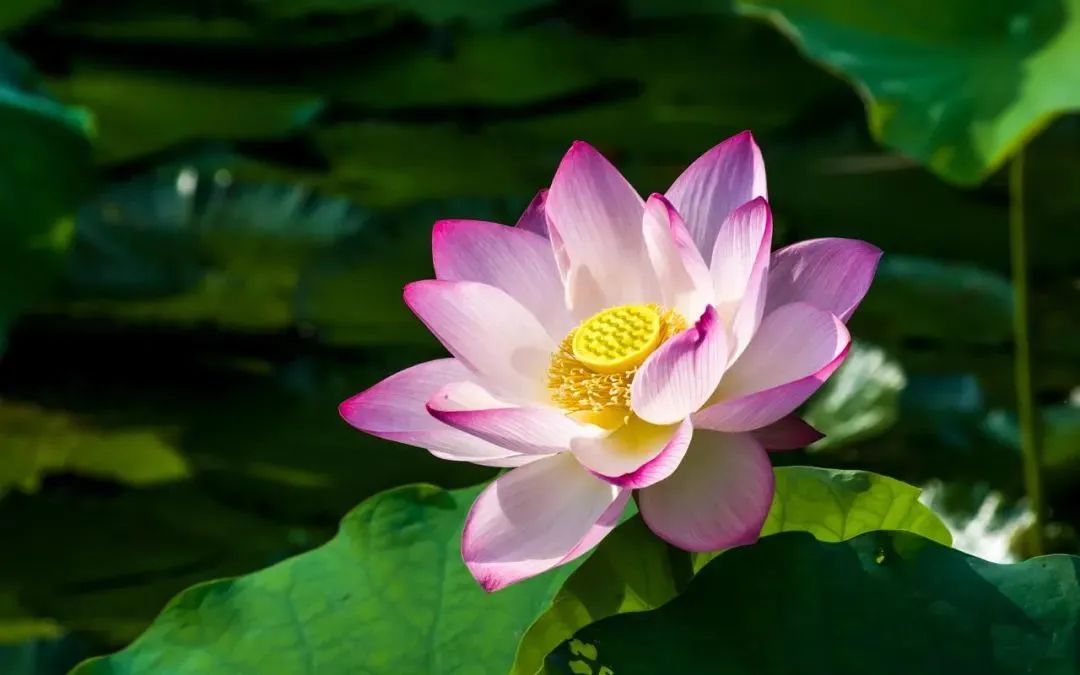 玉上雕刻蓮花蜻蜓什么意思_玉上雕刻蜻蜓和蓮花_蓮花雕刻蜻蜓玉上色好嗎