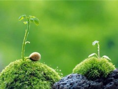金桂丹桂沉香桂四季桂哪個(gè)好,丹桂沉香桂四季桂的區(qū)別