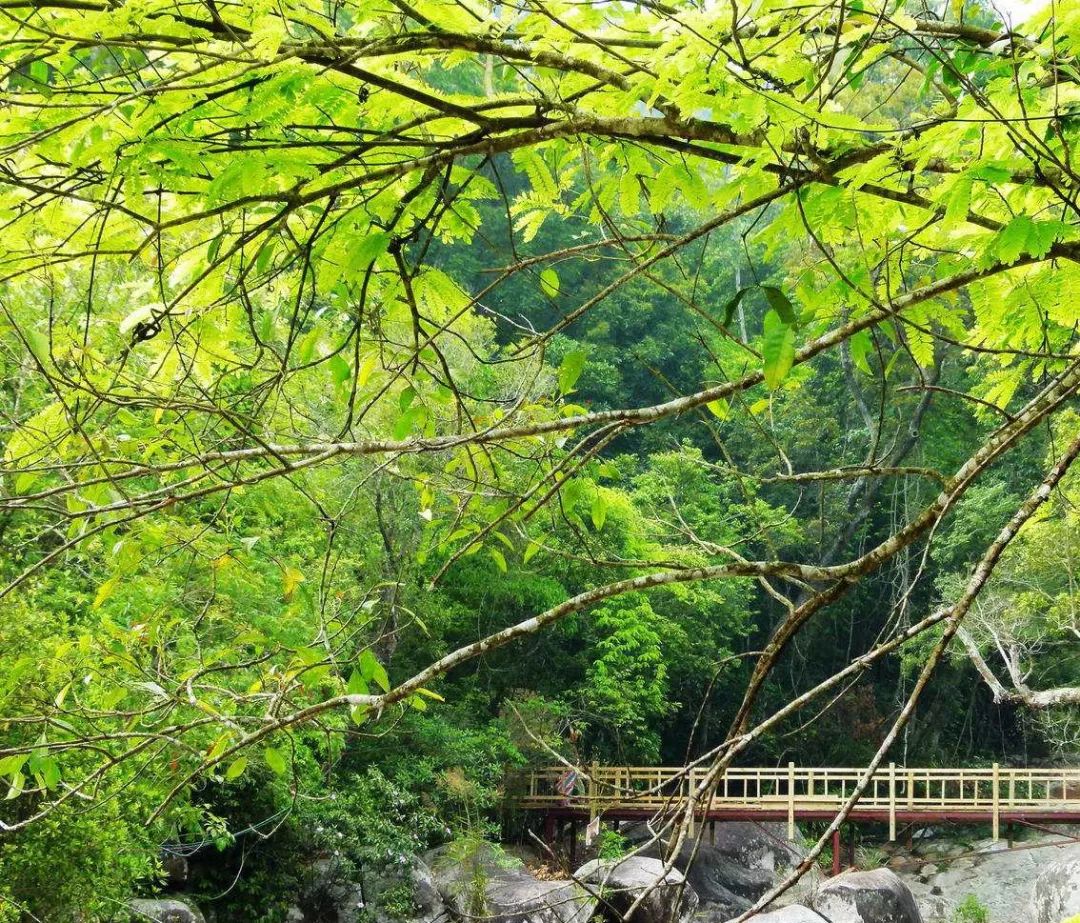 沉香好還是檀香好_沉香那種好_沉香好還是小葉紫檀好
