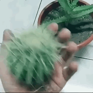 核桃怎么盤玩_核桃盤玩方法_核桃盤玩什么品種最好