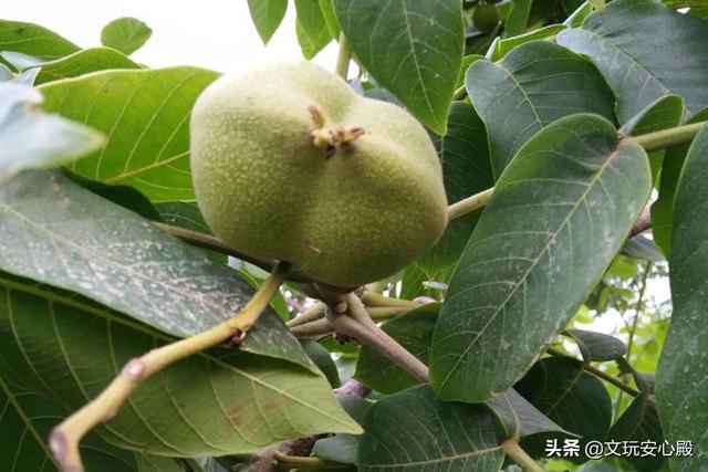 核桃文玩是什么意思_文玩核桃是真的核桃嗎_核桃文玩是吃的核桃嗎