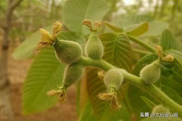 文玩核桃是真的核桃嗎_核桃文玩是吃的核桃嗎_核桃文玩是什么意思