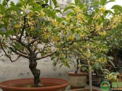 四季桂花哪個品種最好？