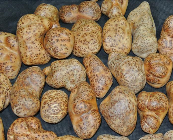 崖柏藥用價(jià)值_崖柏功效_崖柏的藥用價(jià)值及功效