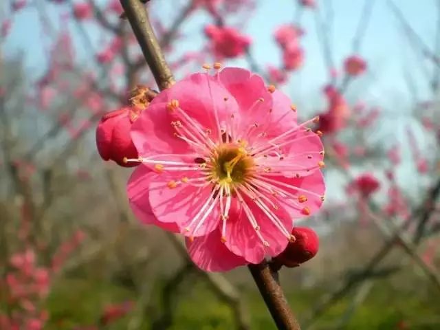 雕花不銹鋼板_不銹鋼梅花雕塑_不銹鋼梅花管圖片