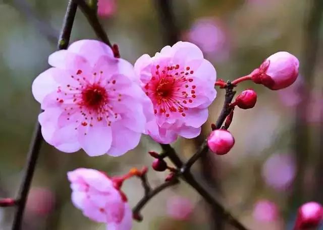 雕花不銹鋼板_不銹鋼梅花雕塑_不銹鋼梅花管圖片