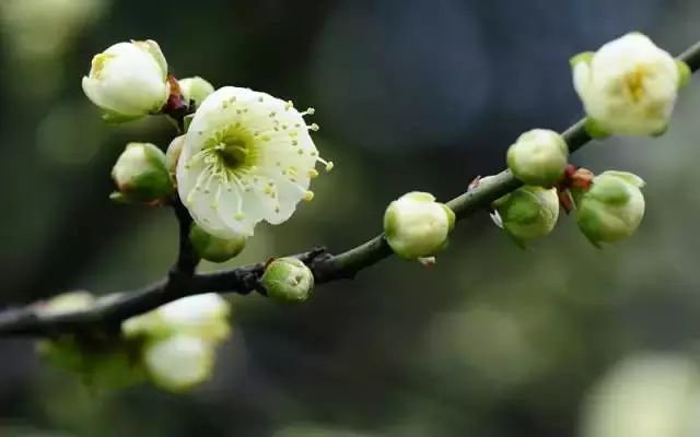 不銹鋼梅花管圖片_不銹鋼梅花雕塑_雕花不銹鋼板