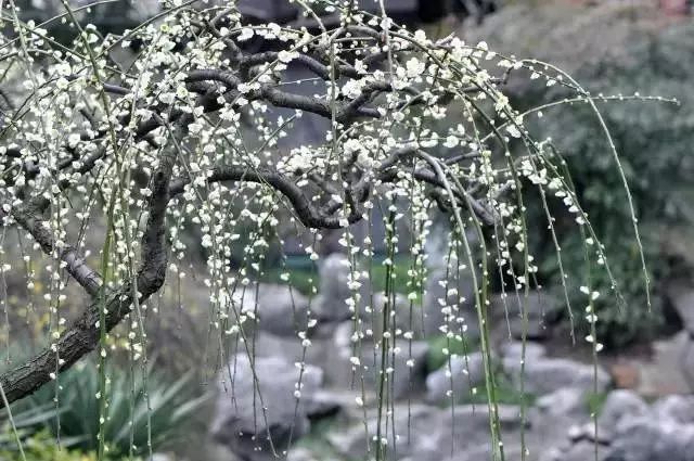 不銹鋼梅花雕塑_雕花不銹鋼板_不銹鋼梅花管圖片