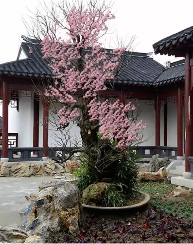 雕花不銹鋼板_不銹鋼梅花雕塑_不銹鋼梅花管圖片