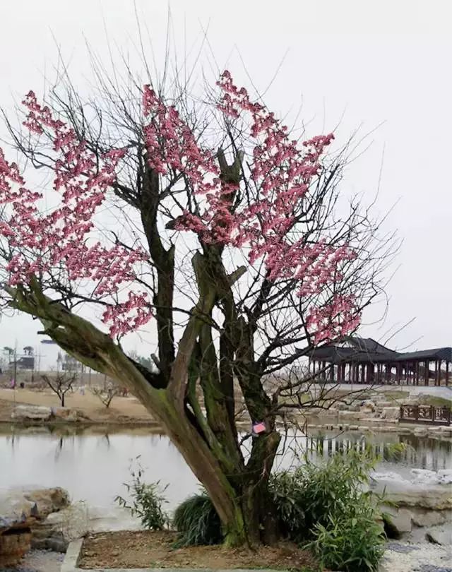 雕花不銹鋼板_不銹鋼梅花雕塑_不銹鋼梅花管圖片