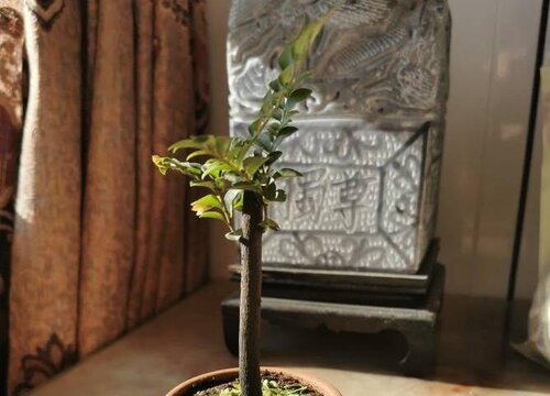 小葉紫檀盆景澆水的正確方法_澆水小葉紫檀盆景正確方法是_小葉紫檀的澆水方法