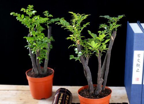 小葉紫檀的澆水方法_澆水小葉紫檀盆景正確方法是_小葉紫檀盆景澆水的正確方法