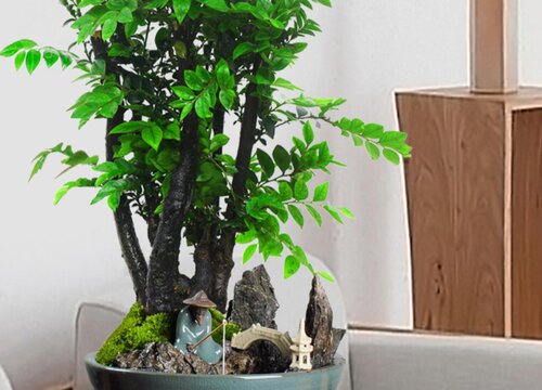小葉紫檀盆景澆水的正確方法_小葉紫檀的澆水方法_澆水小葉紫檀盆景正確方法是