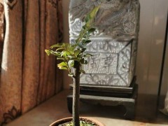 小葉紫檀怎么澆水方法